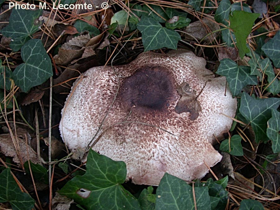 Agaricus bresadolanus