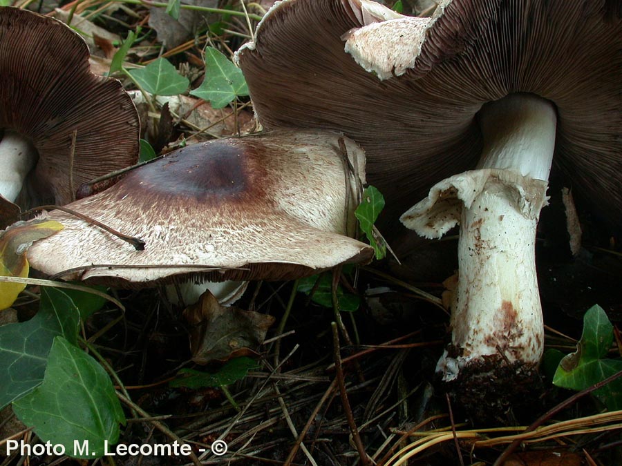 Agaricus bresadolanus