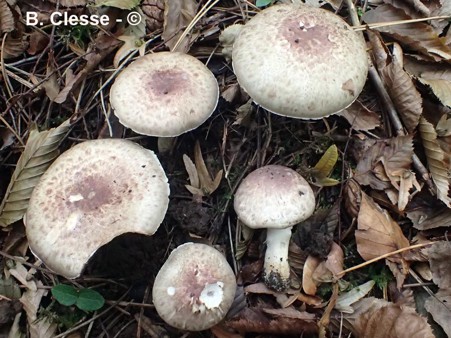 Agaricus brunneolus