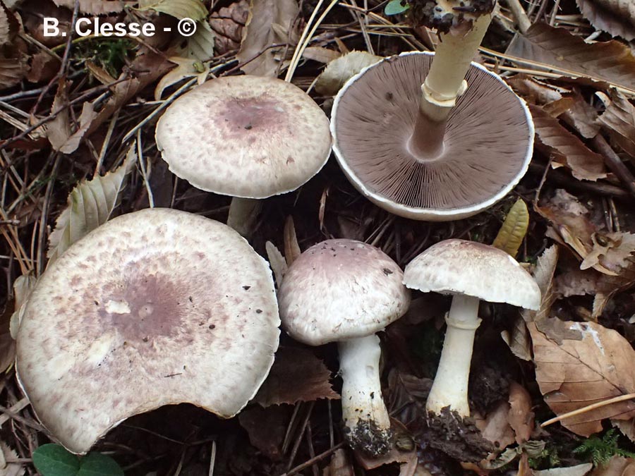 Agaricus brunneolus