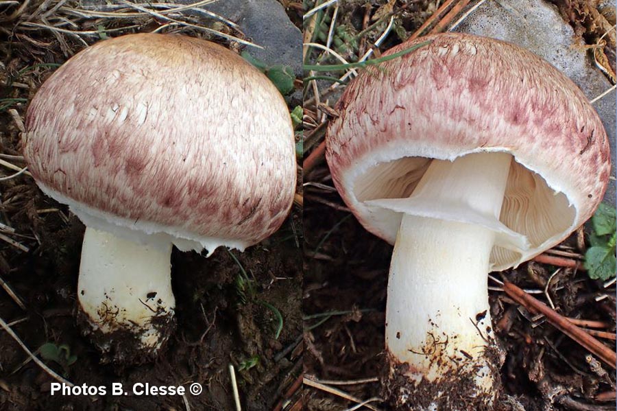 Agaricus brunneolus