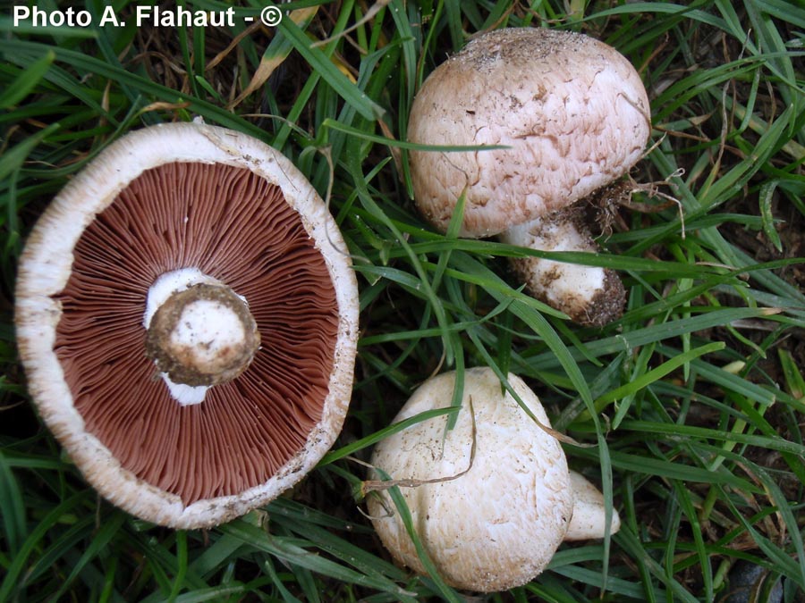 Agaricus campestris var. squamulosus