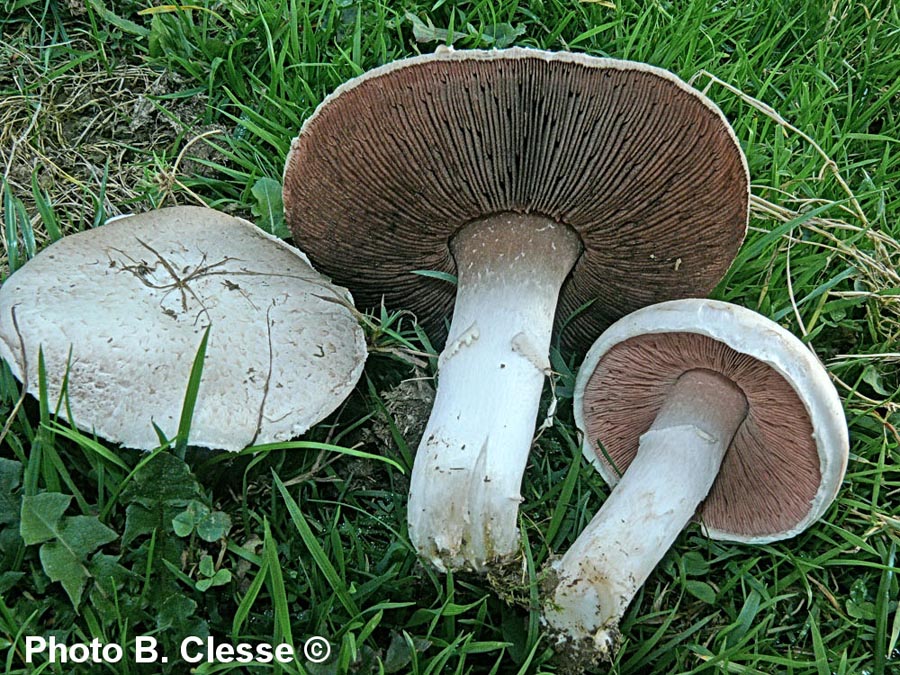 Agaricus campestris