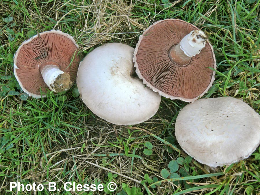 Agaricus campestris