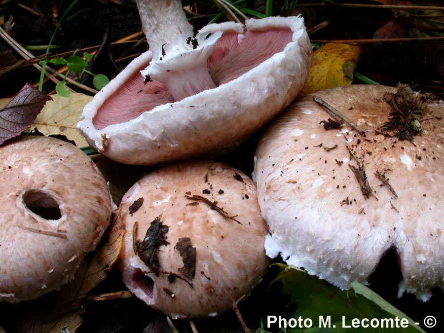 Agaricus campestris