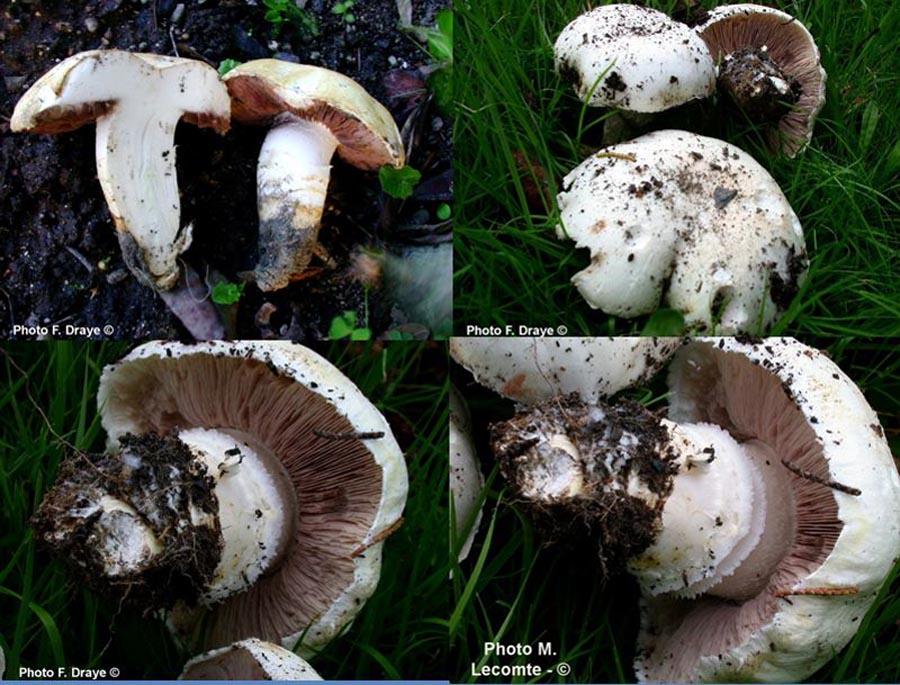 Agaricus chionoderma