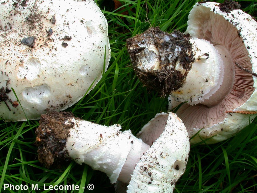 Agaricus chionoderma