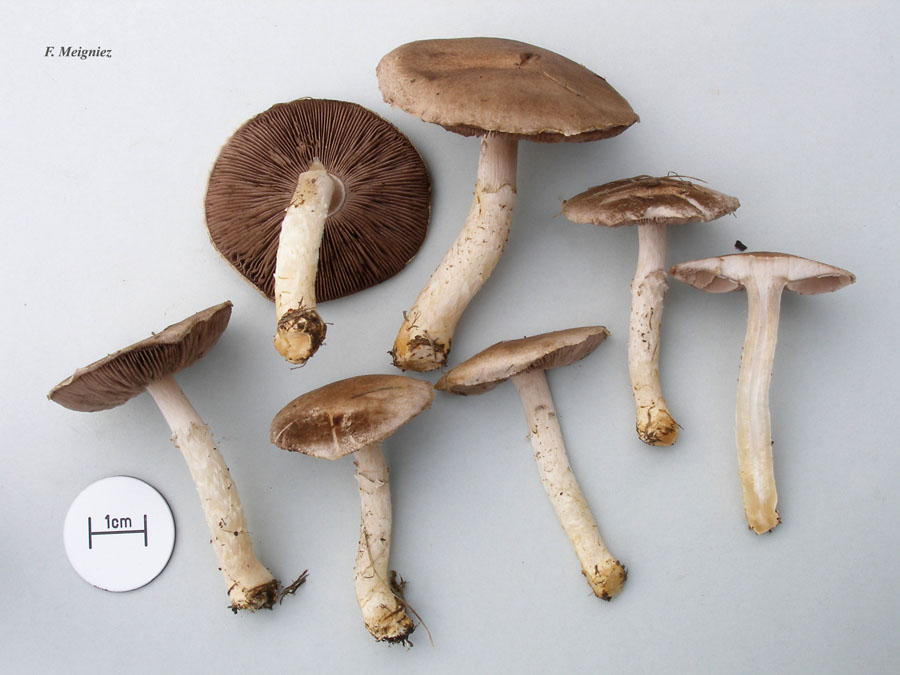 Agaricus comtulus