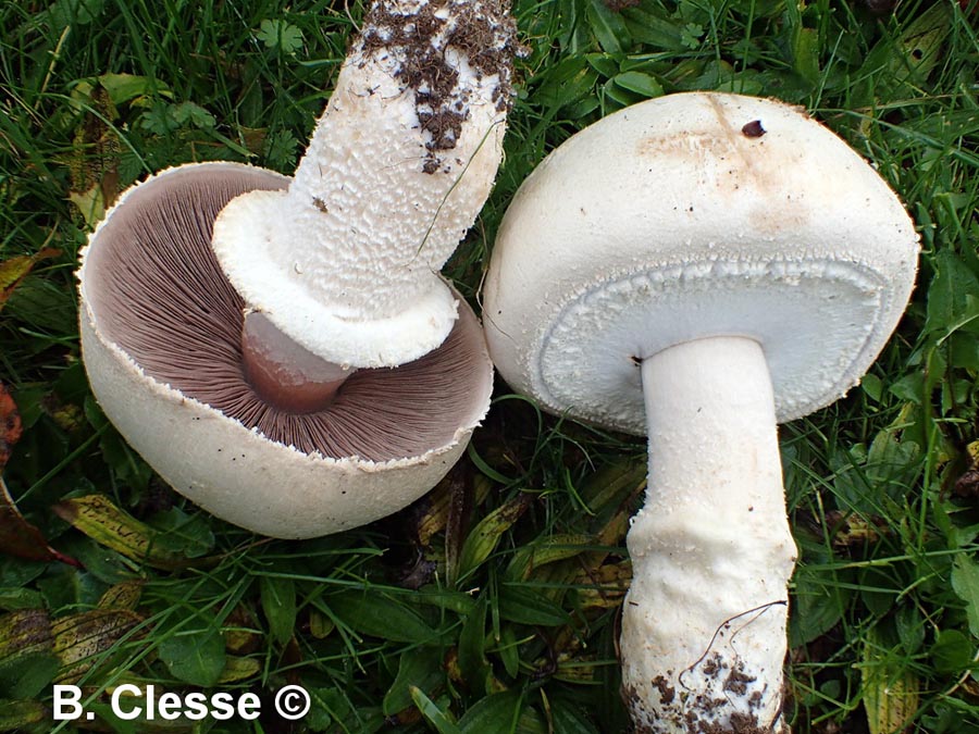 Agaricus crocodilinus