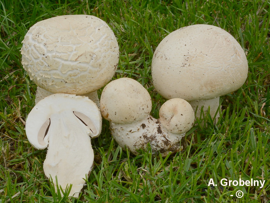 Agaricus crocodilinus