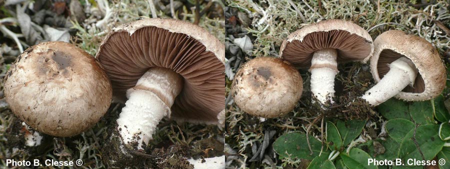 Agaricus cupreobrunneus