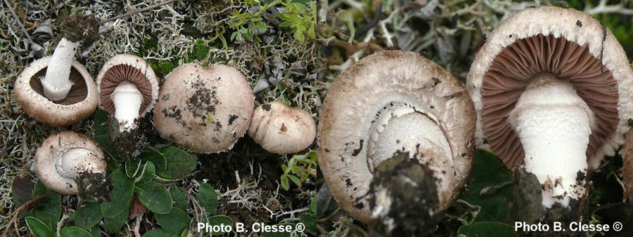 Agaricus cupreobrunneus