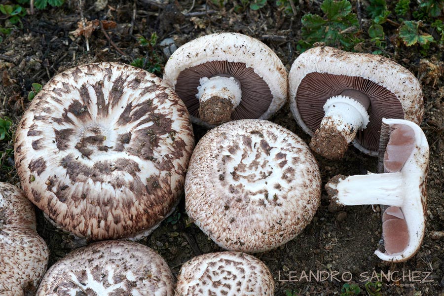 Agaricus cupreobrunneus