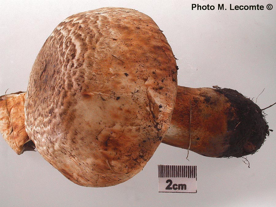 Agaricus depauperatus