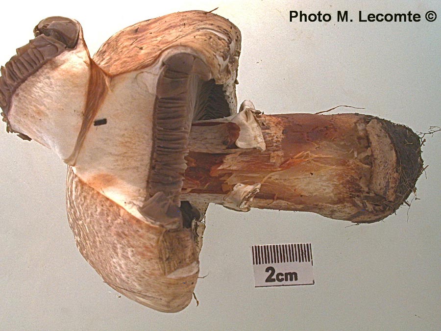 Agaricus depauperatus