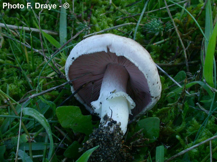 Agaricus devoniensis