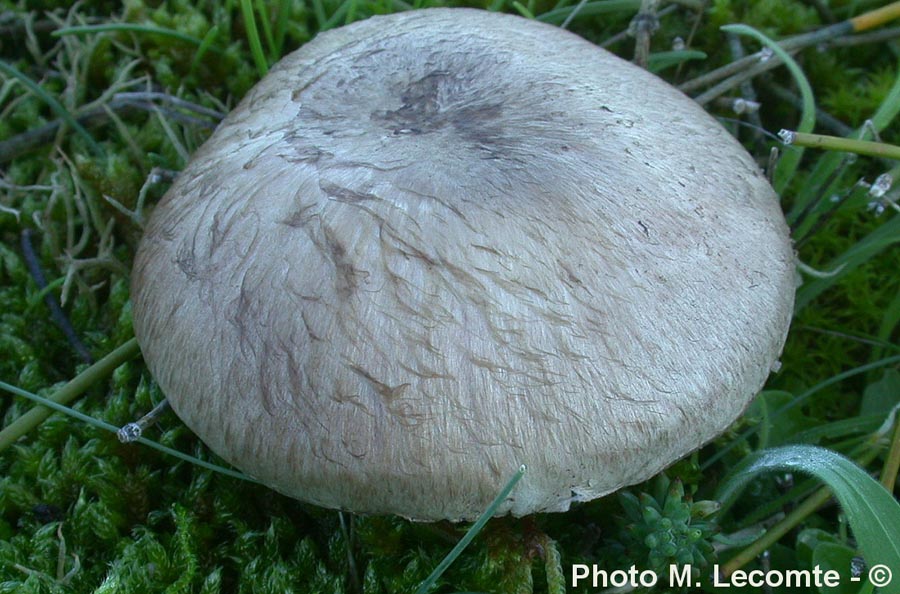 Agaricus devoniensis