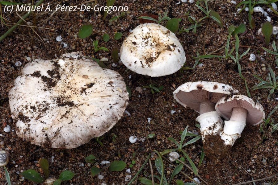 Agaricus devoniensis