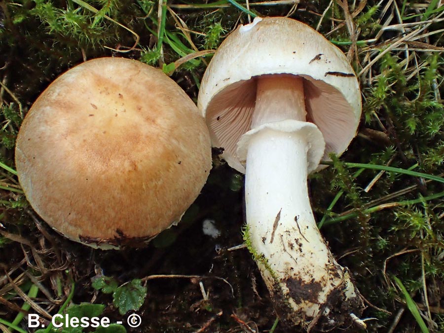 Agaricus dulcidulus