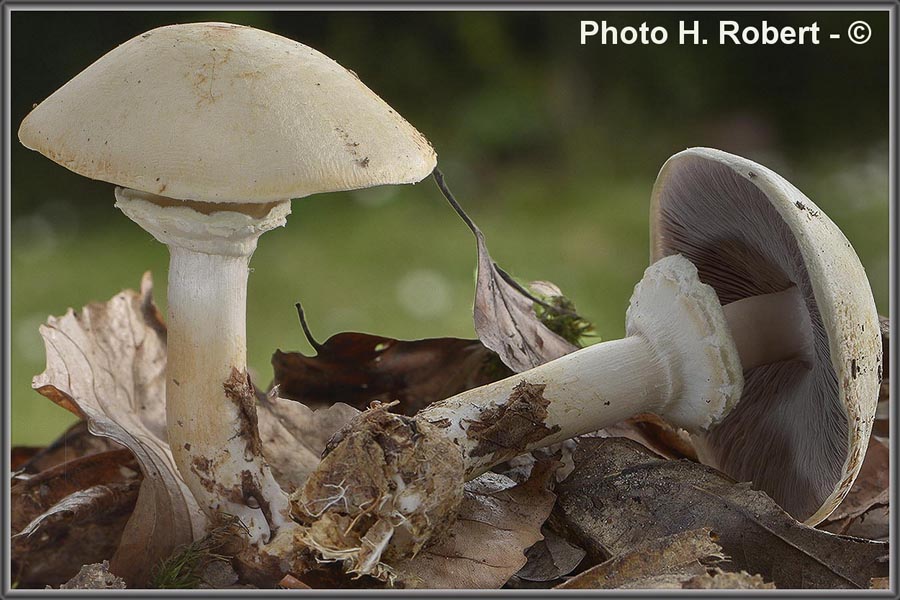 Agaricus essettei