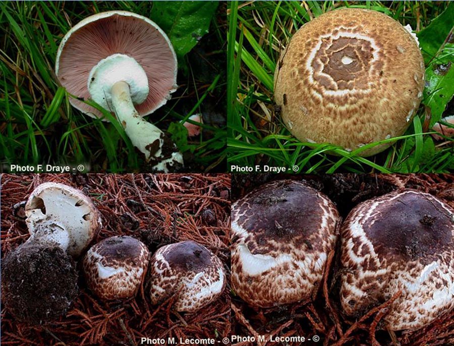 Agaricus impudicus