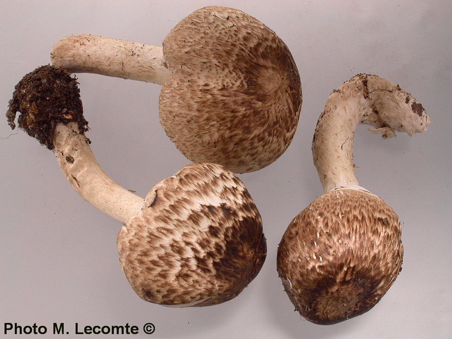 Agaricus impudicus