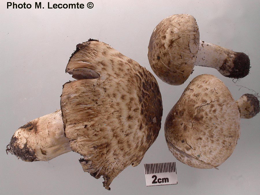 Agaricus koelerionensis