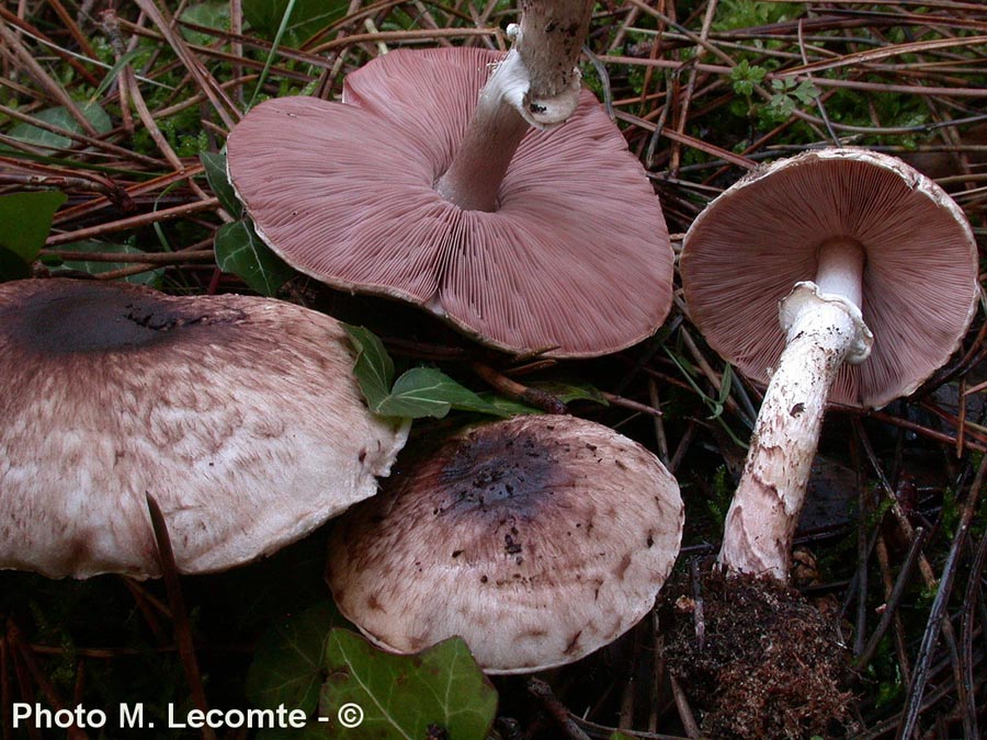 Agaricus koelerionensis