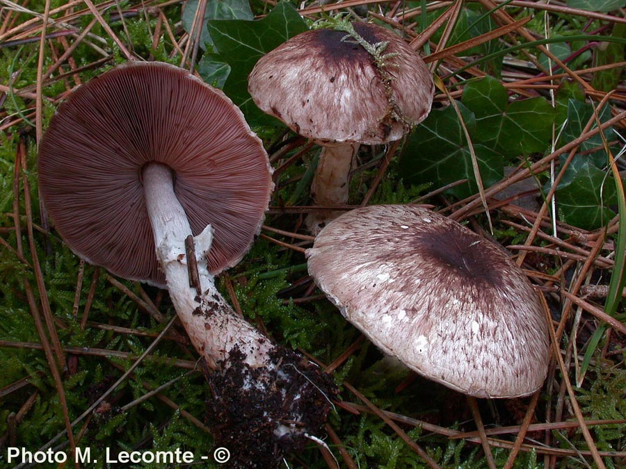 Agaricus koelerionensis