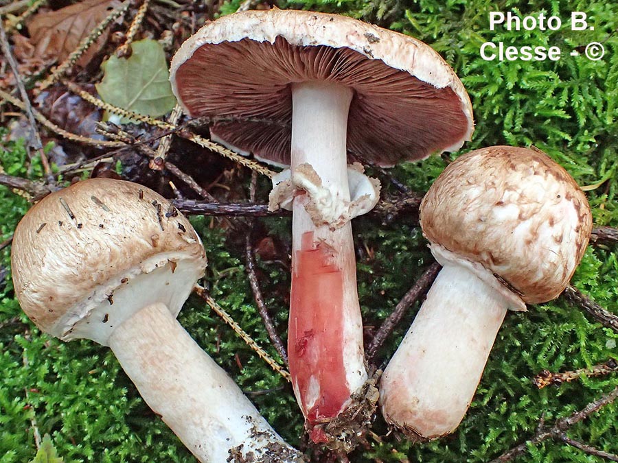 Agaricus langei