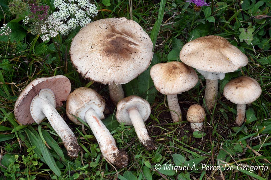 Agaricus langei