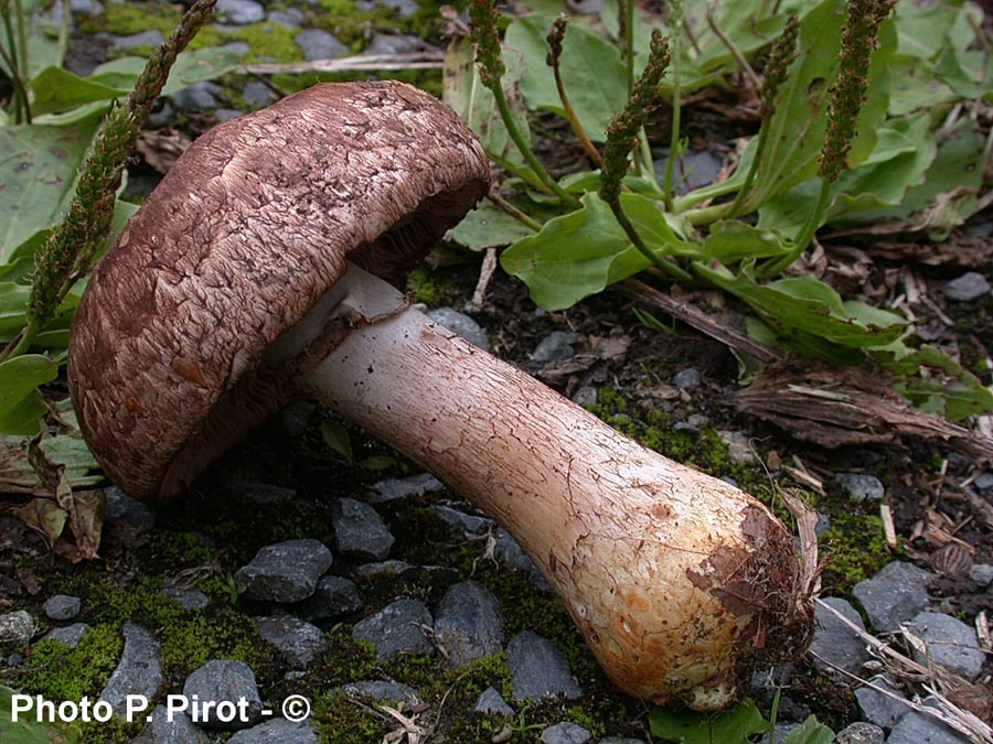 Agaricus lanipes