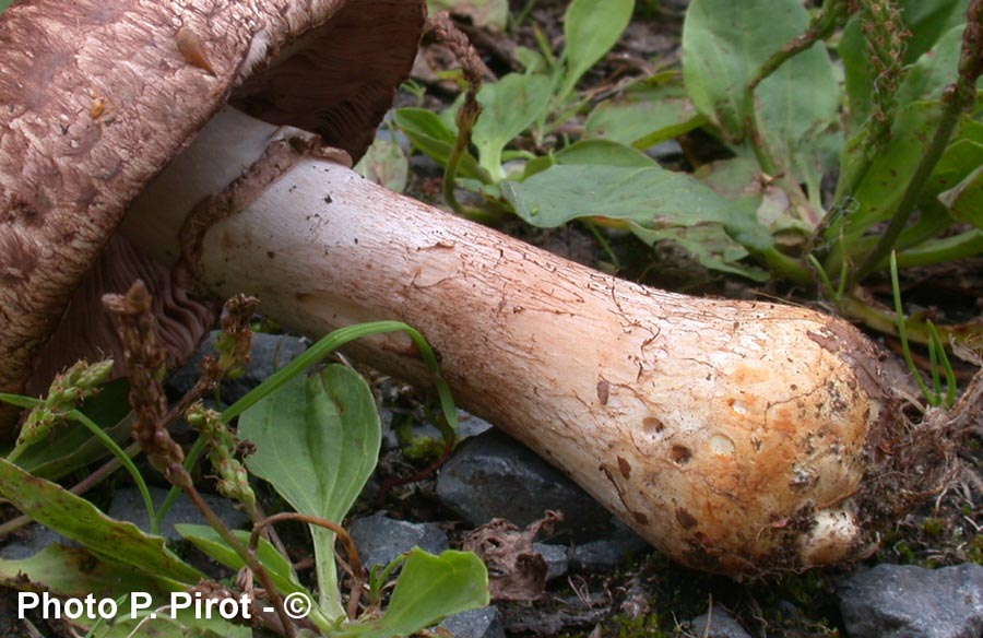 Agaricus lanipes