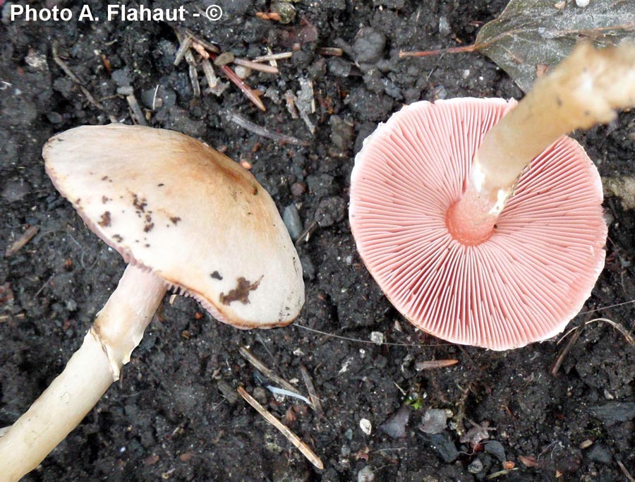 Agaricus lutosus