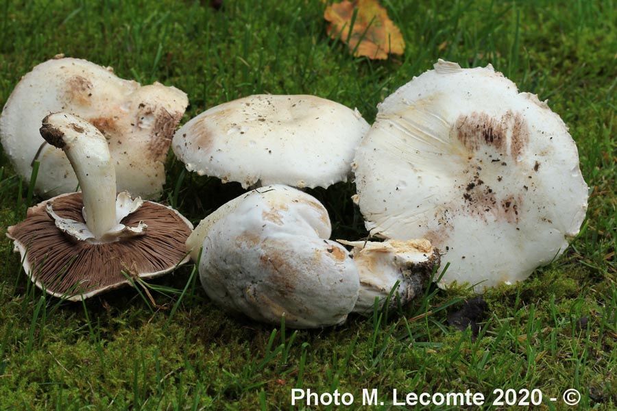 Agaricus macrocarpus