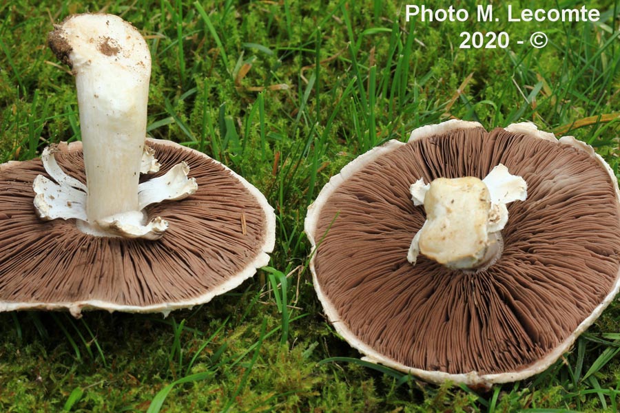 Agaricus macrocarpus