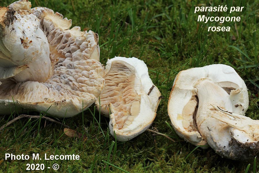 Agaricus macrocarpus