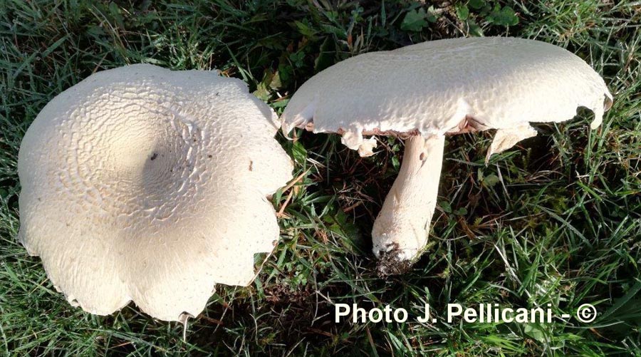 Agaricus macrosporus