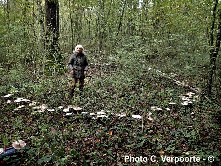 Agaricus macrosporus (crocodilinus