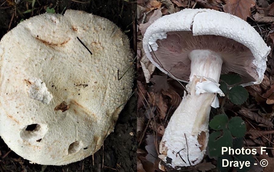 Agaricus macrosporus