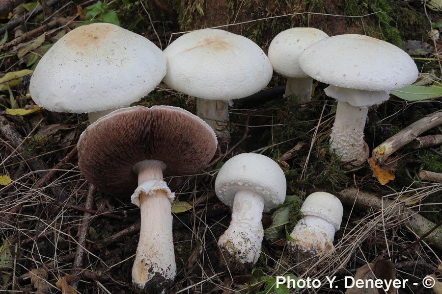 Agaricus macrosporus