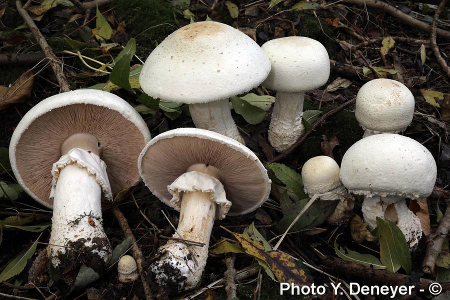 Agaricus macrosporus