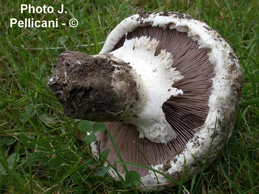 Agaricus maleolens (Agaricus bernardii)