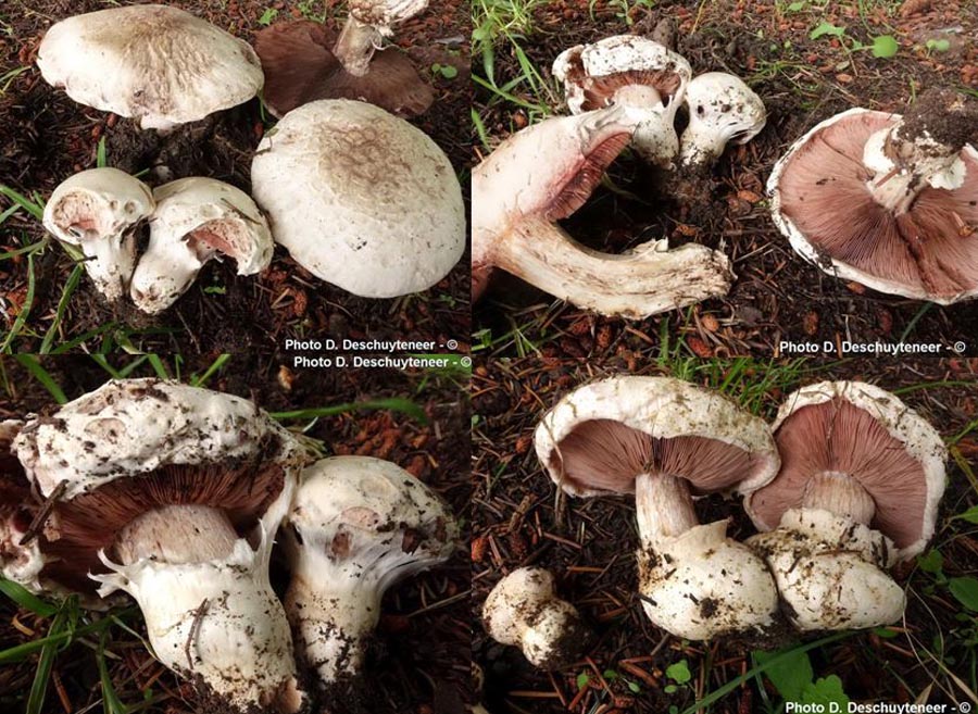 Agaricus maleolens (Agaricus bernardii)