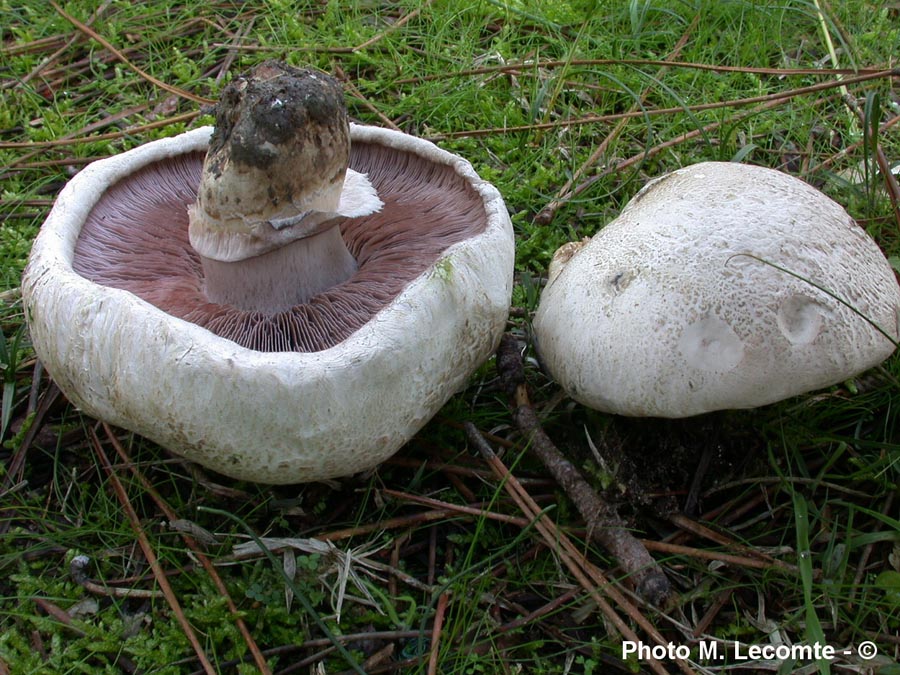 Agaricus maleolens