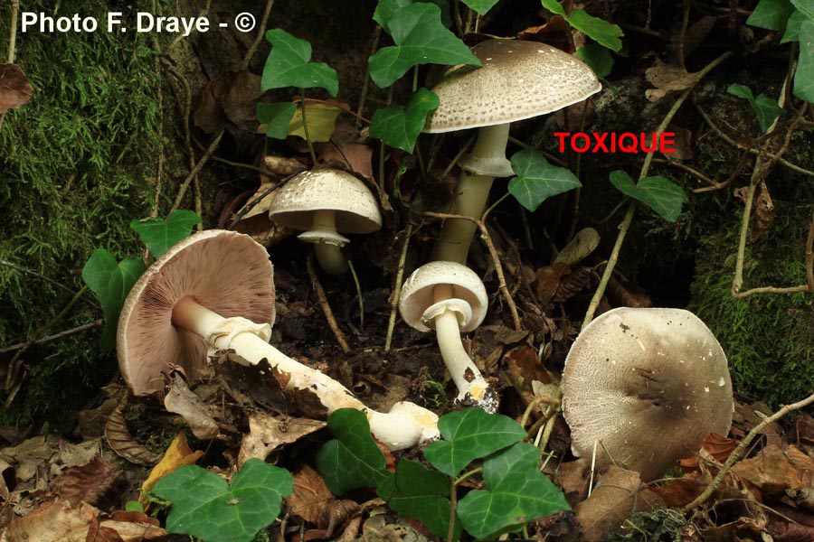 Agaricus meleagris