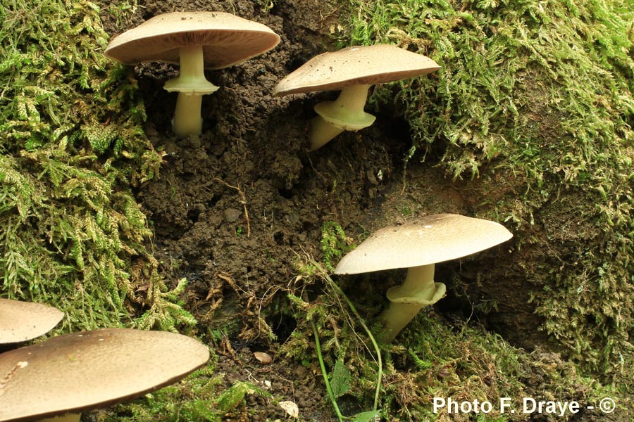 Agaricus meleagris