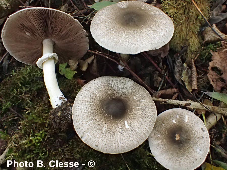 Agaricus moelleri