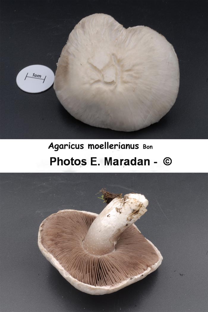 Agaricus moellerianus