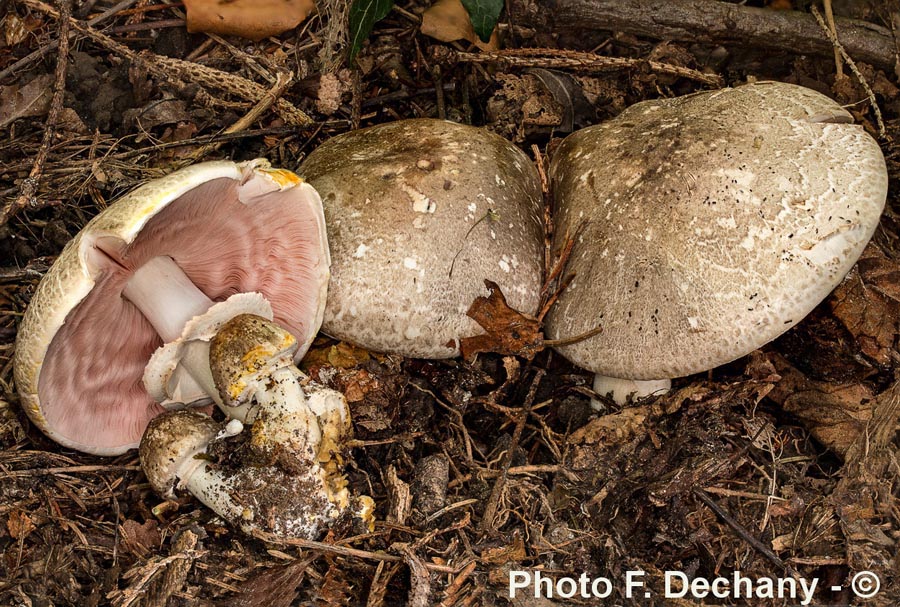 Agaricus moelleri